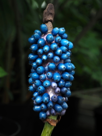 preview Amorphophallus yunnanensis Engl.